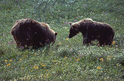 Grizzly Bears