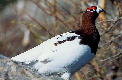 Willow Ptarmigan