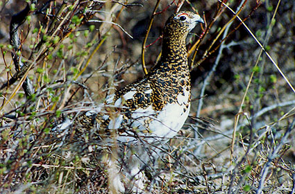 Female Ptarmigan