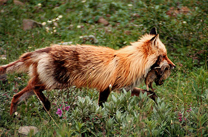 Red Fox