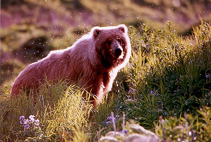 Kodiak Brown Bear