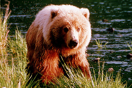 Kodiak Brown Bear