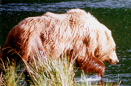 Kodiak Brown Bear