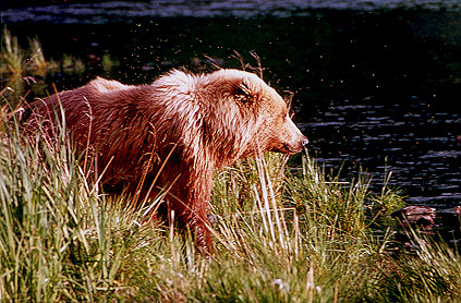 Kodiak Brown Bear