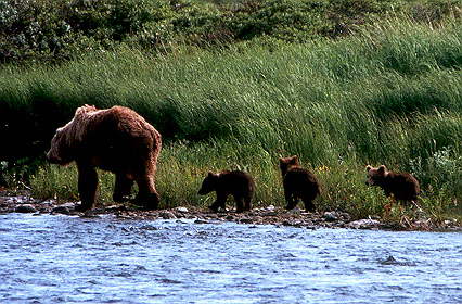 Sow with Cubs
