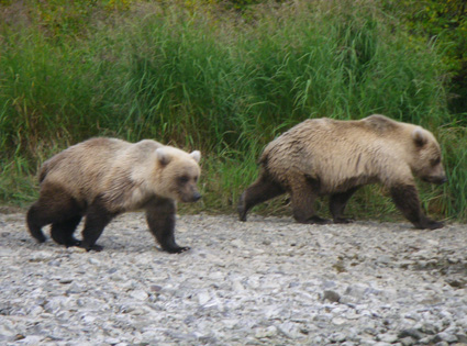 Kulik River Bear Cubs