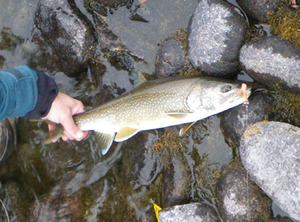 Kulik River Lake Trout