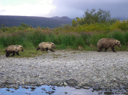 Mama with three Cubs