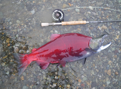 Spawning Sockeye Salmon