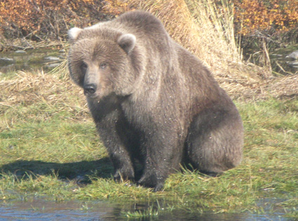 Brown Bear on the Kulik River