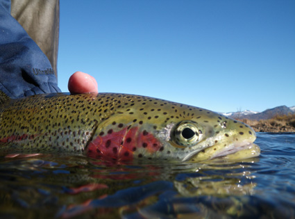 Releasing Rainbow Trout