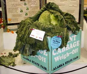 biggest cabbage