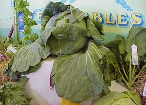 The 1999 first prize cabbage