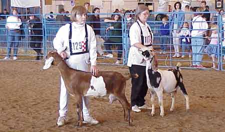 Two breeders hold their goats in exhibition ring