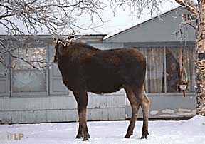 [moose in yard]