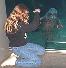Child and seal at sealife center