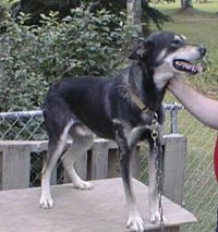 Kantishna