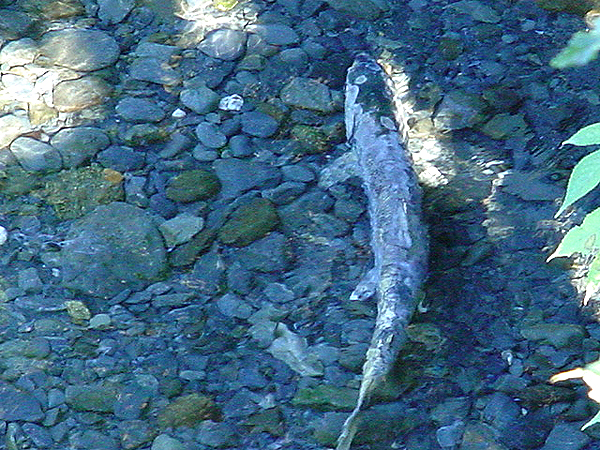 Portage Valley Chum Salmon