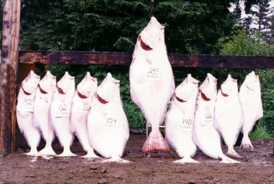 halibut21.jpg (35129 bytes)