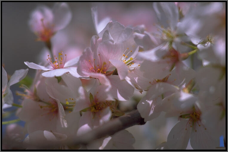 Cherry Blossoms - Washington D.C. - March 1998